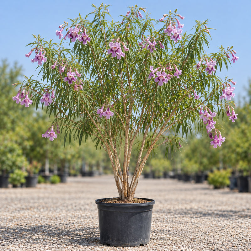 Desert willow in a nursery container