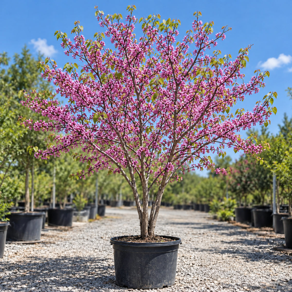 Eastern redbud in a nursery container