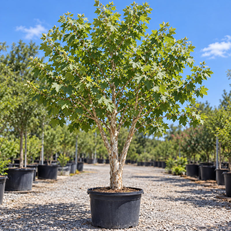 Mexican sycamore in a nursery container