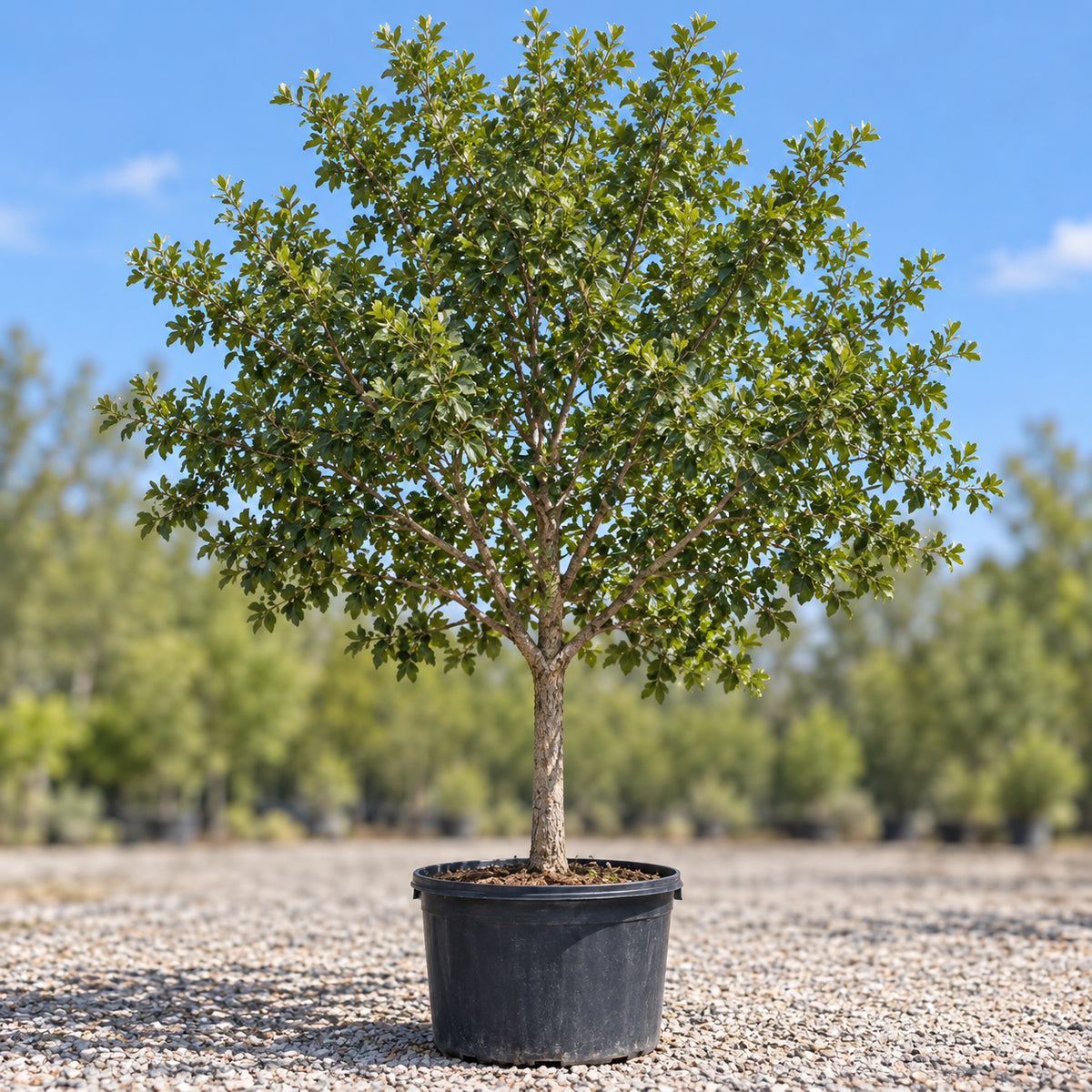 Monterrey oak in a nursery container