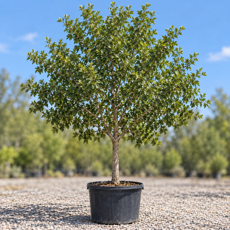 Monterrey oak in a nursery container