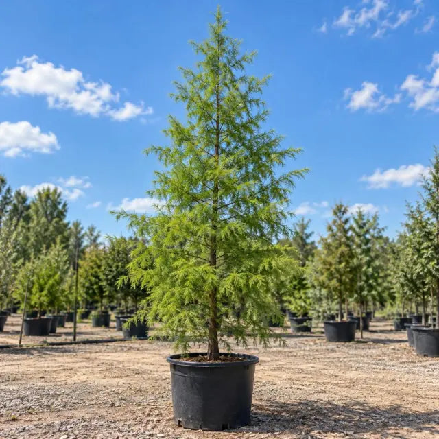 Tall, narrow bald cypress in a large nursery container