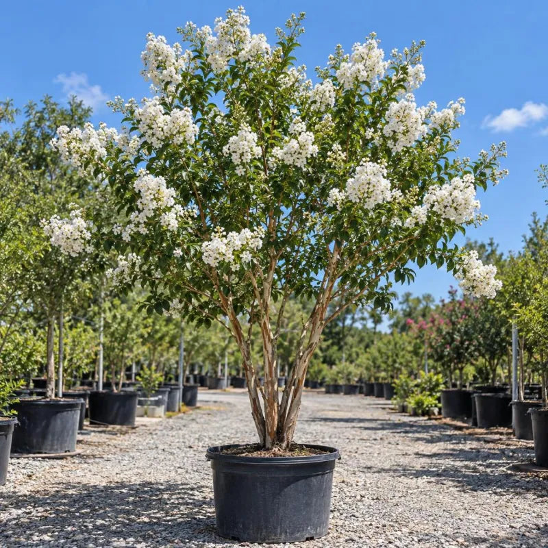 Young white-flowering crape myrtle in a nursery container
