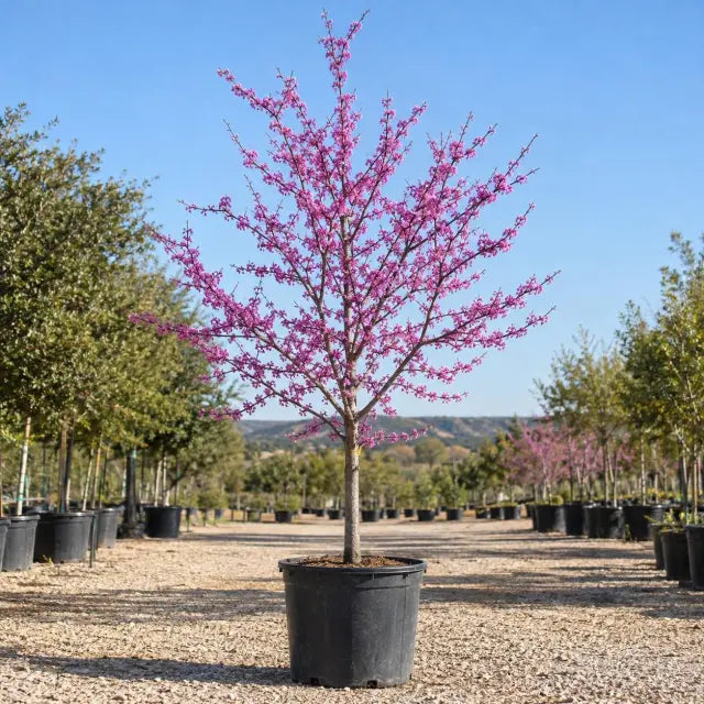 Texas redbud in bloom with magenta flowers in a nursery container
